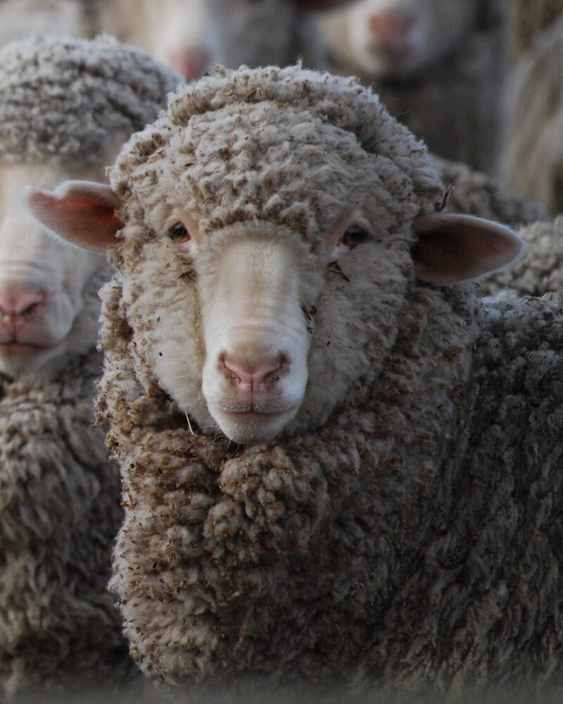 Merino sheep at Omarama Station