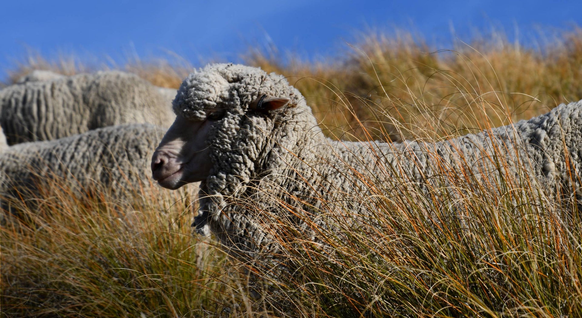 Meet our Sheep Stations – Sheep Inc