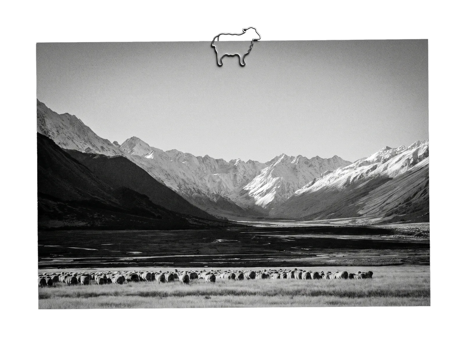Sheep station landscape