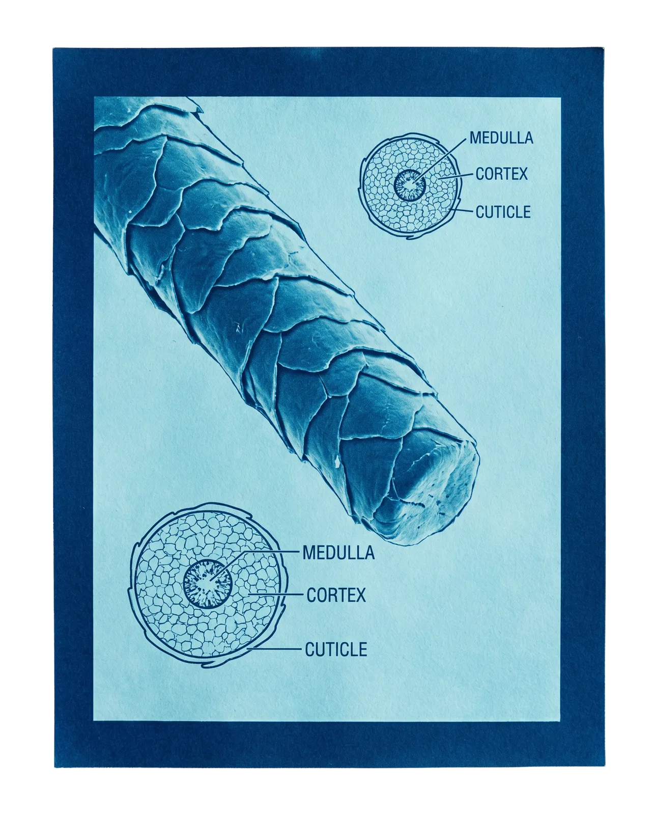 Wool fibre schematic — cuticle, cortex, medulla