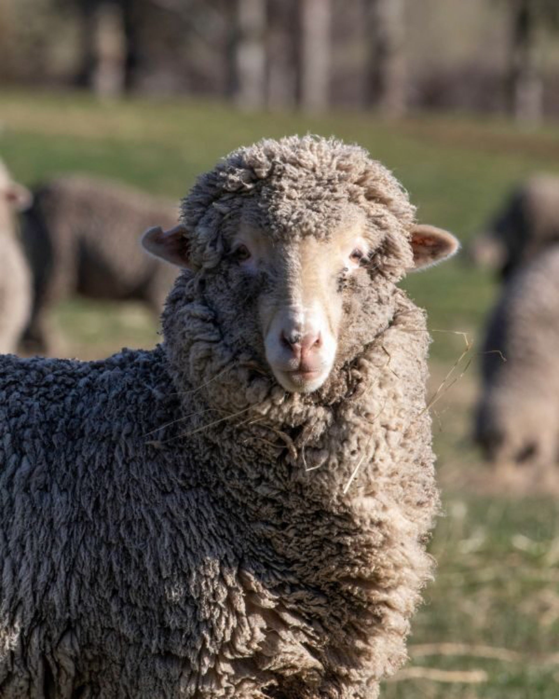 Merino at Lake Hāwea Station