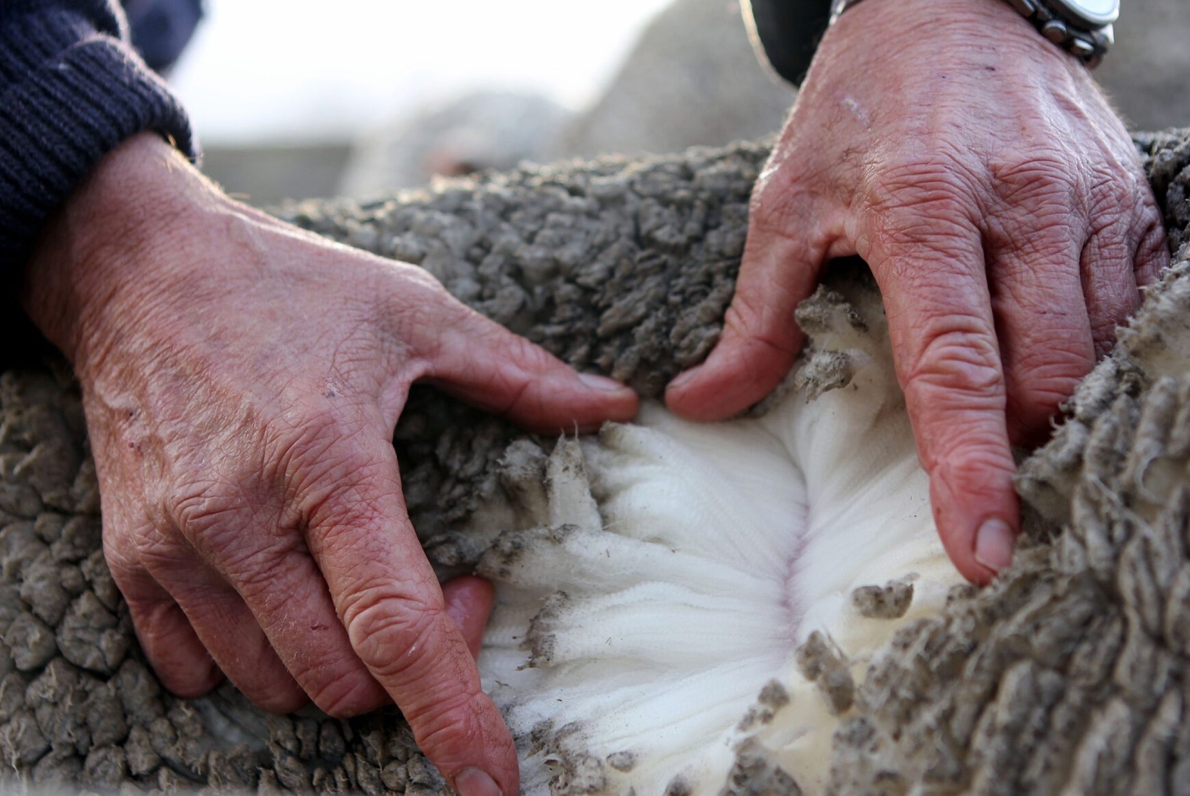 A fleece, hand-classed