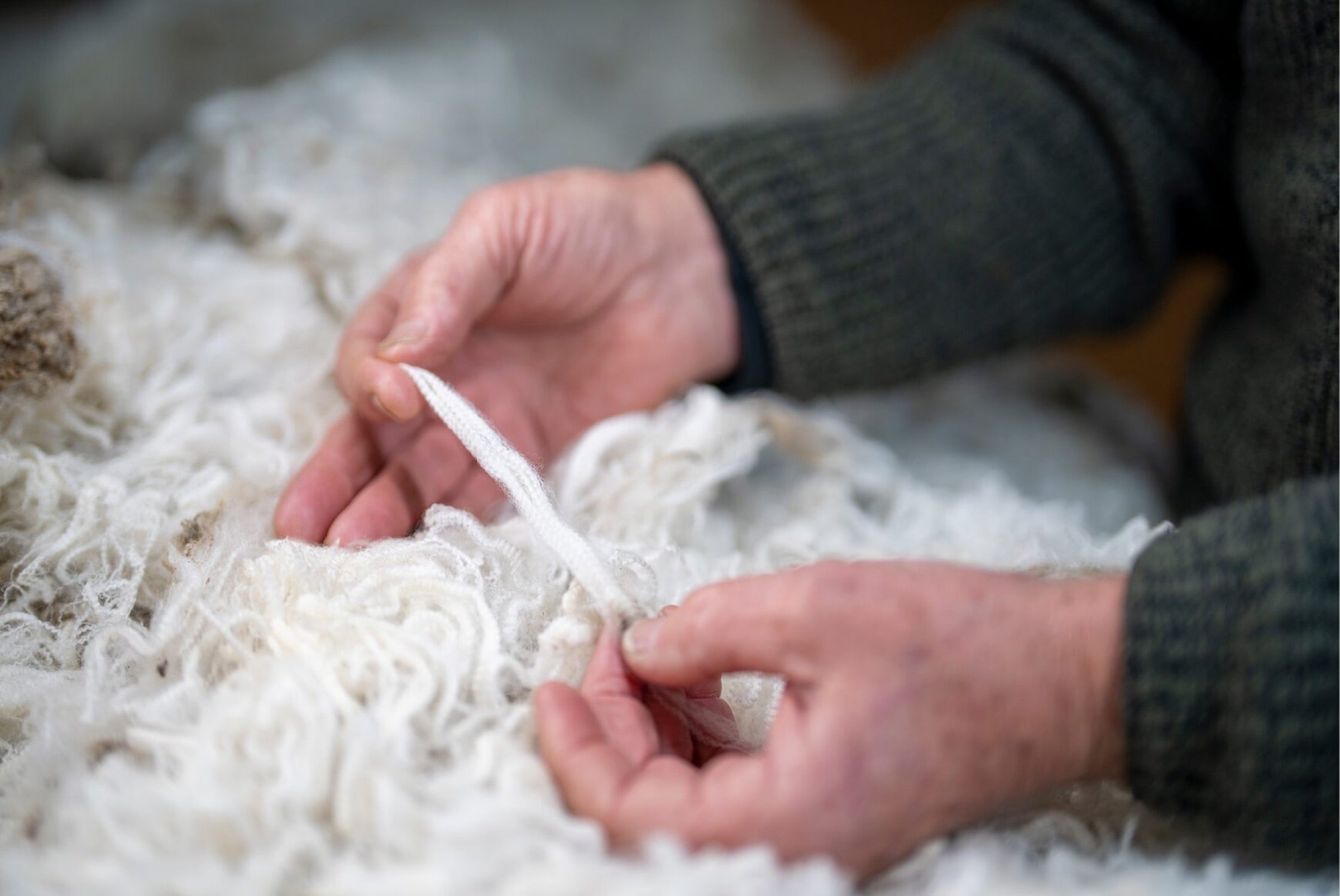 A fleece hand-classed at the shed