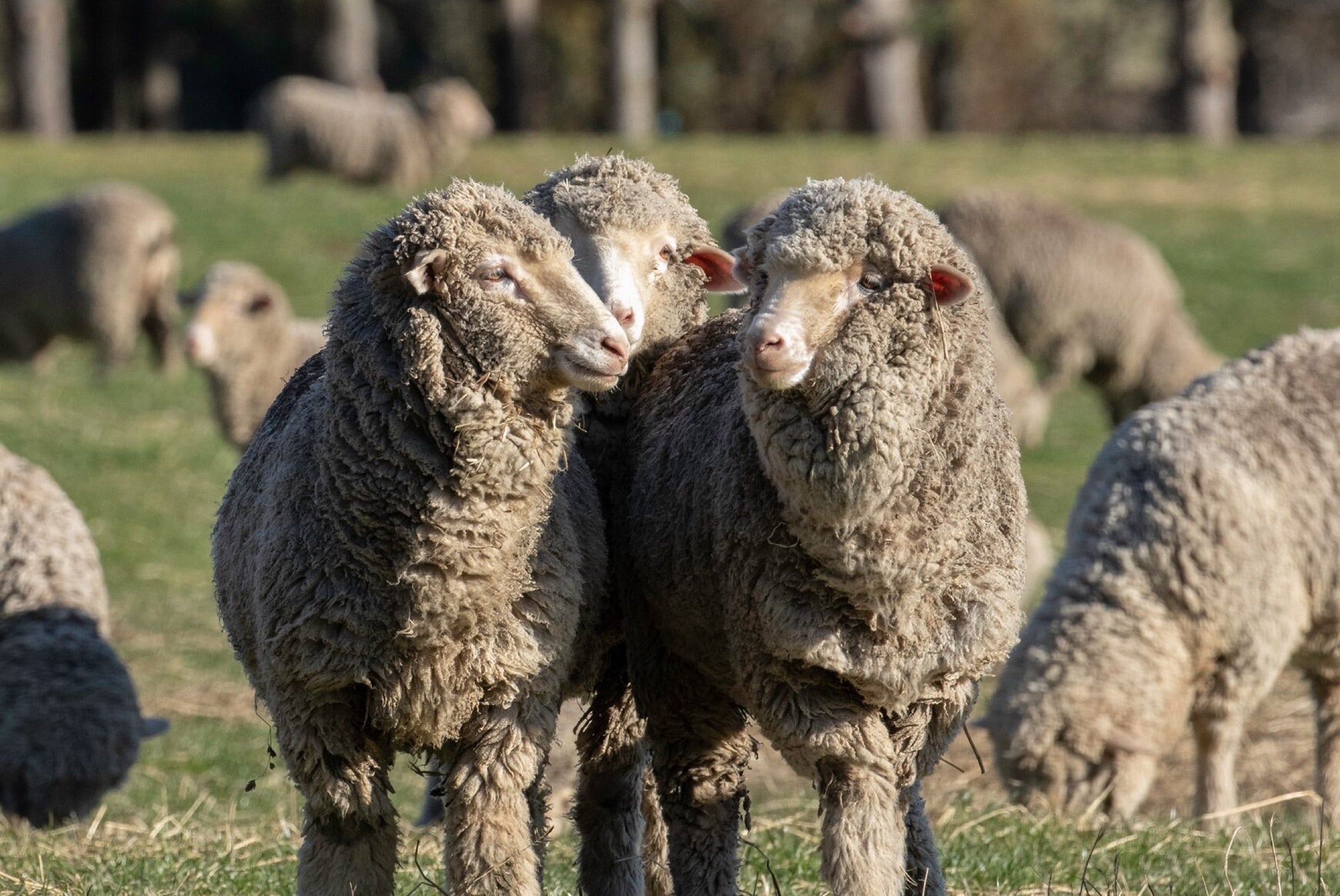 Fine merino fibre, close up