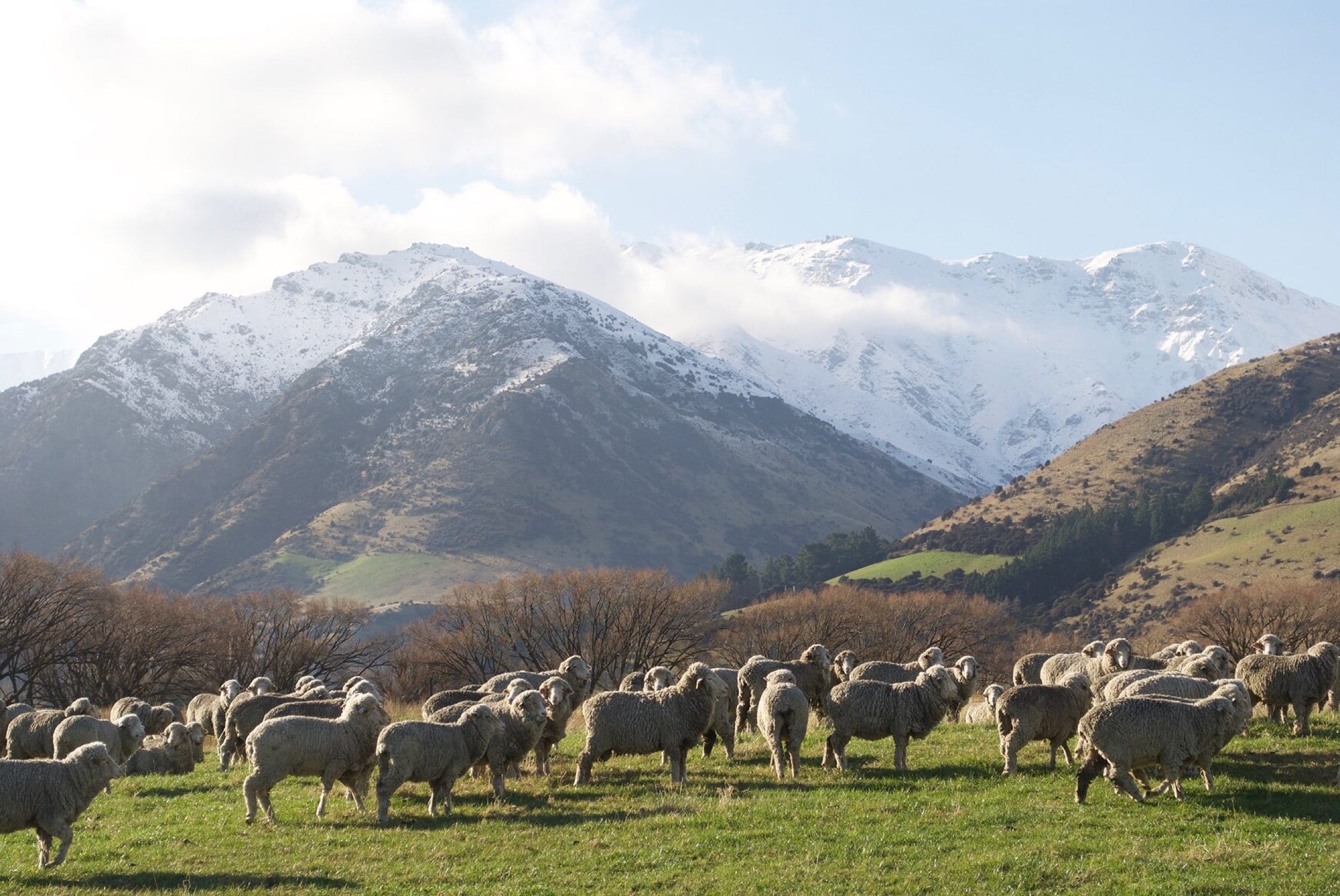 Merino flock on a regenerative high-country station