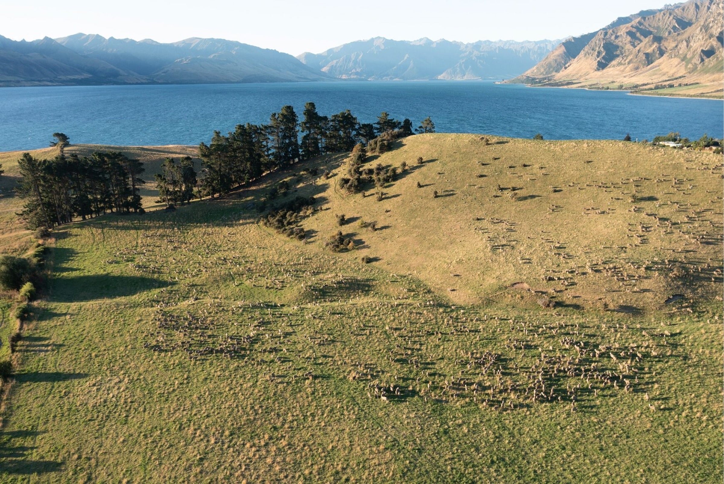 Lake Hāwea Station high country