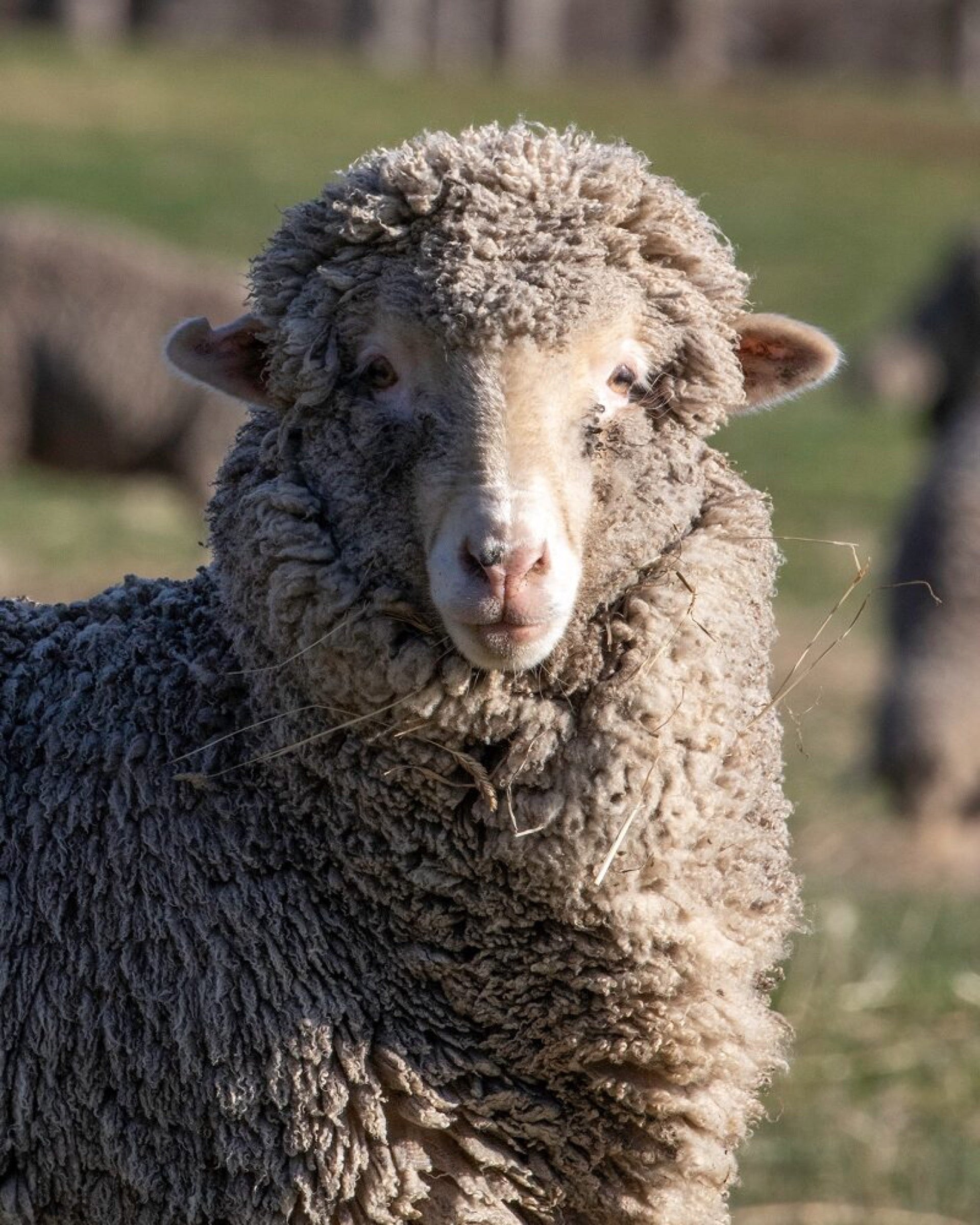 Merino sheep at Lake Hawea Station