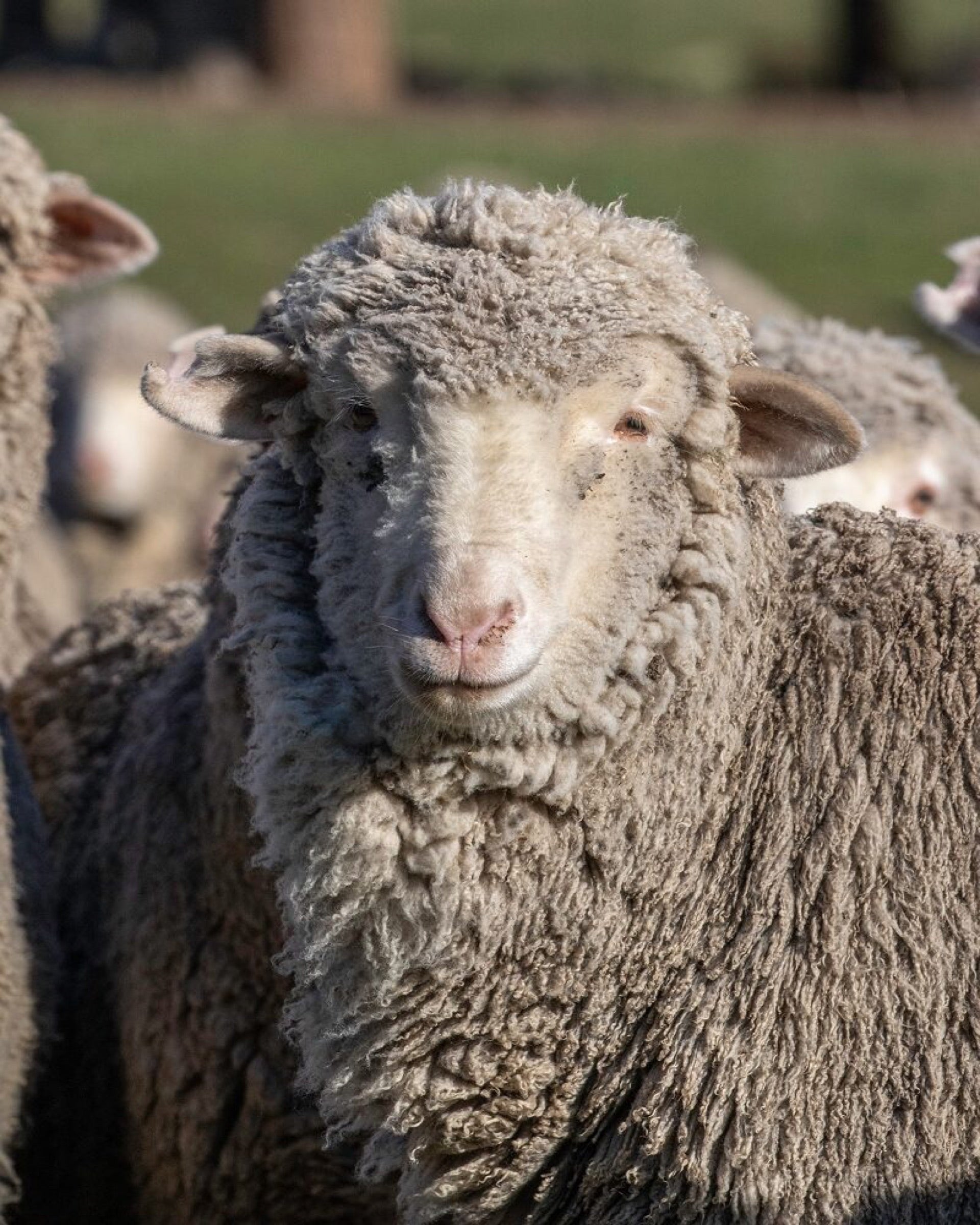 Merino sheep at Middlehurst Station