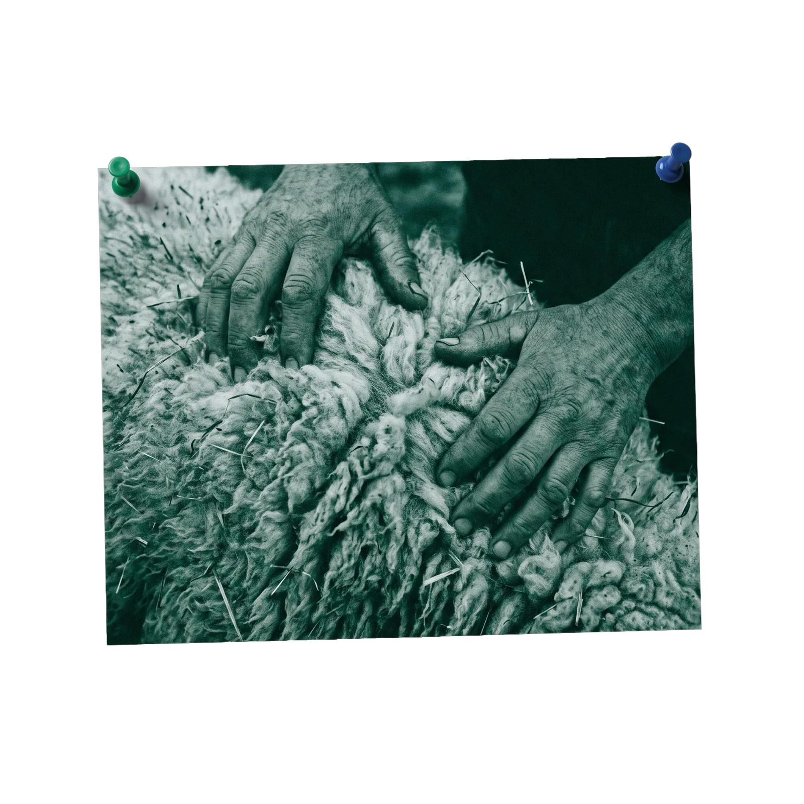 Hands in raw fleece