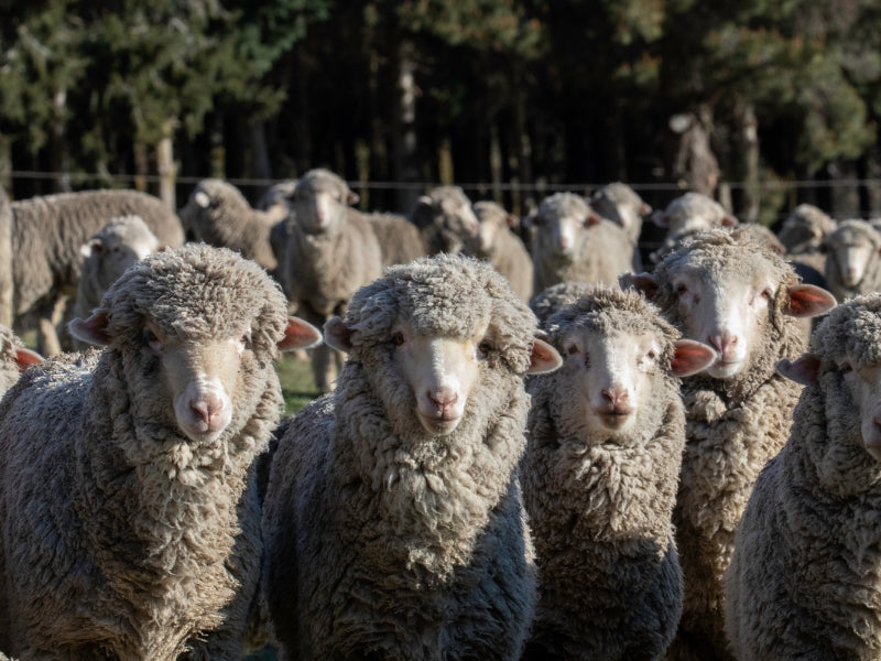 Merino ewe with lambs