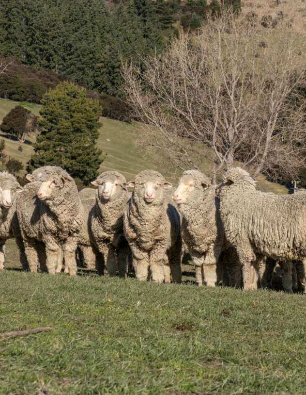 Close-up of merino sheep