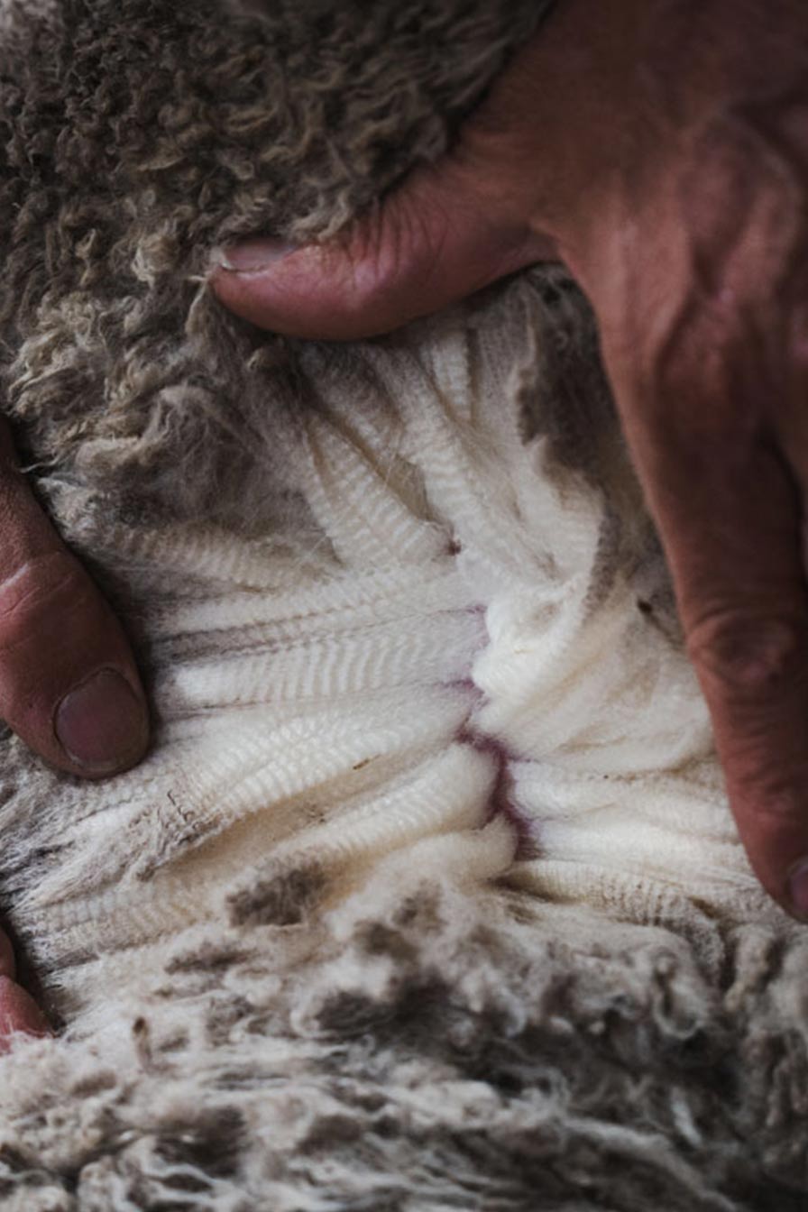 Merino in its natural habitat